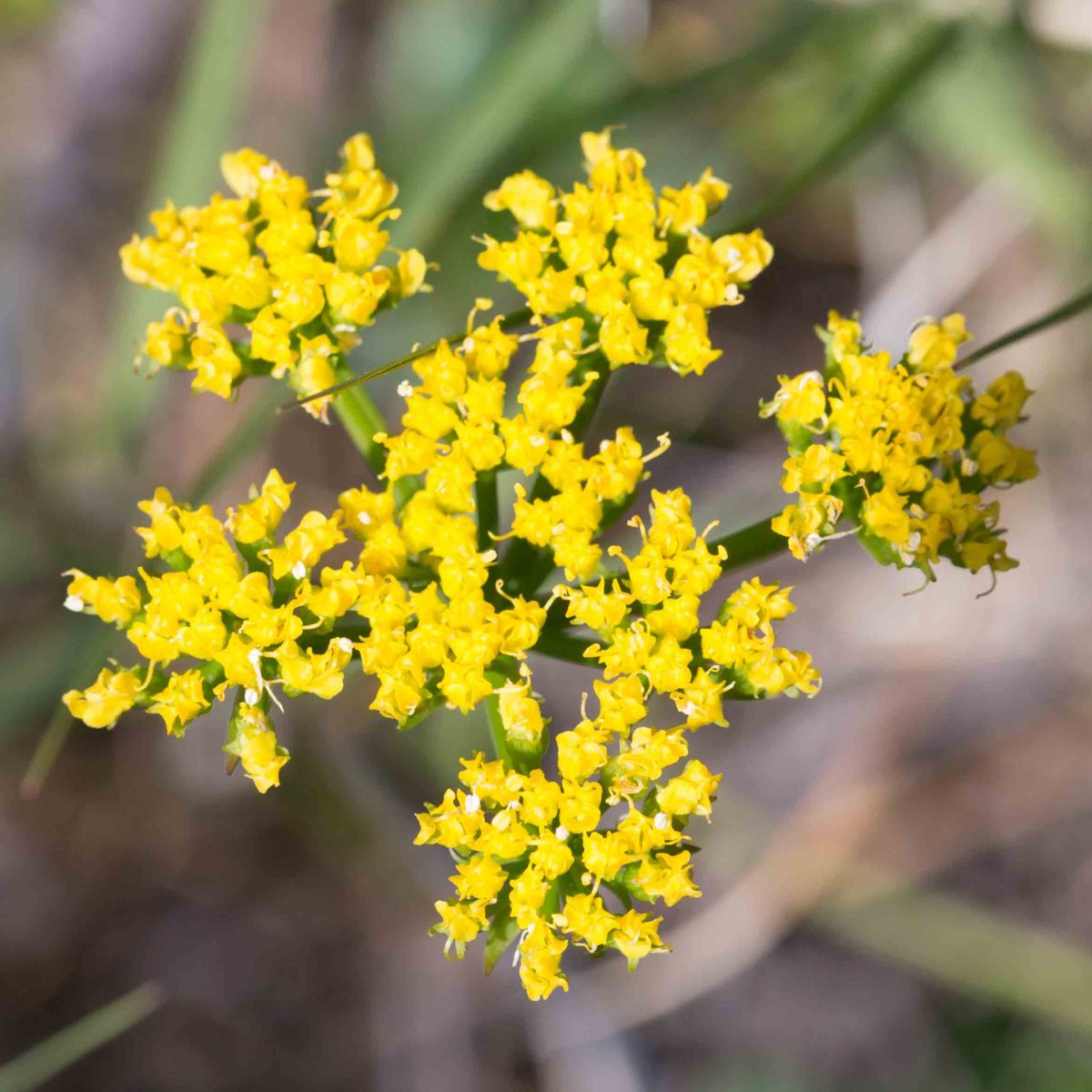 Apiaceae Lomatium MonFlora