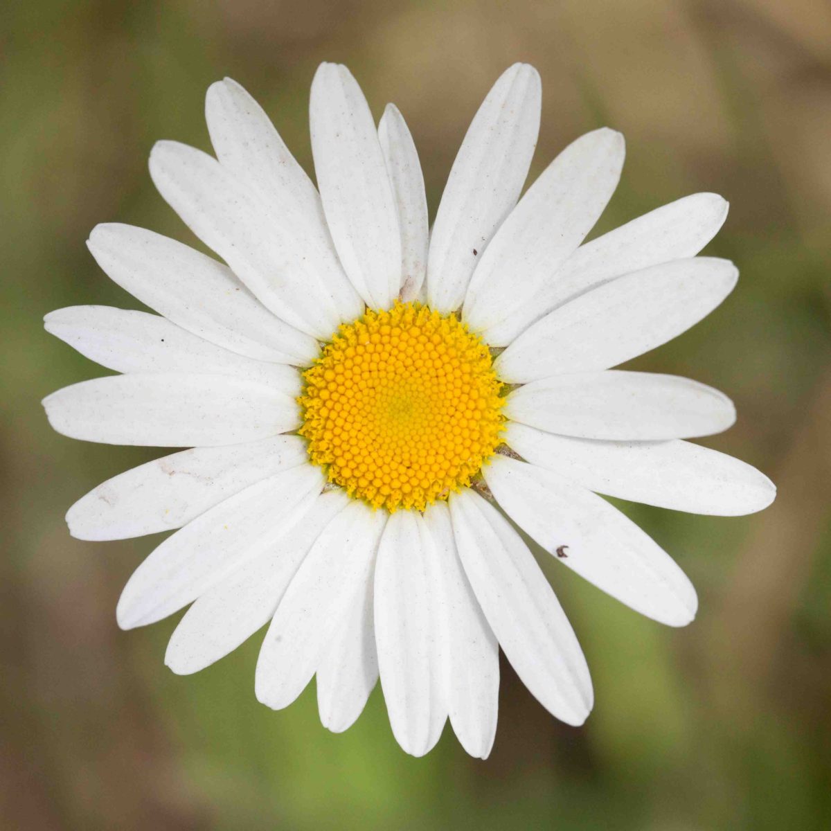 Asteraceae-Mayweed – MonFlora