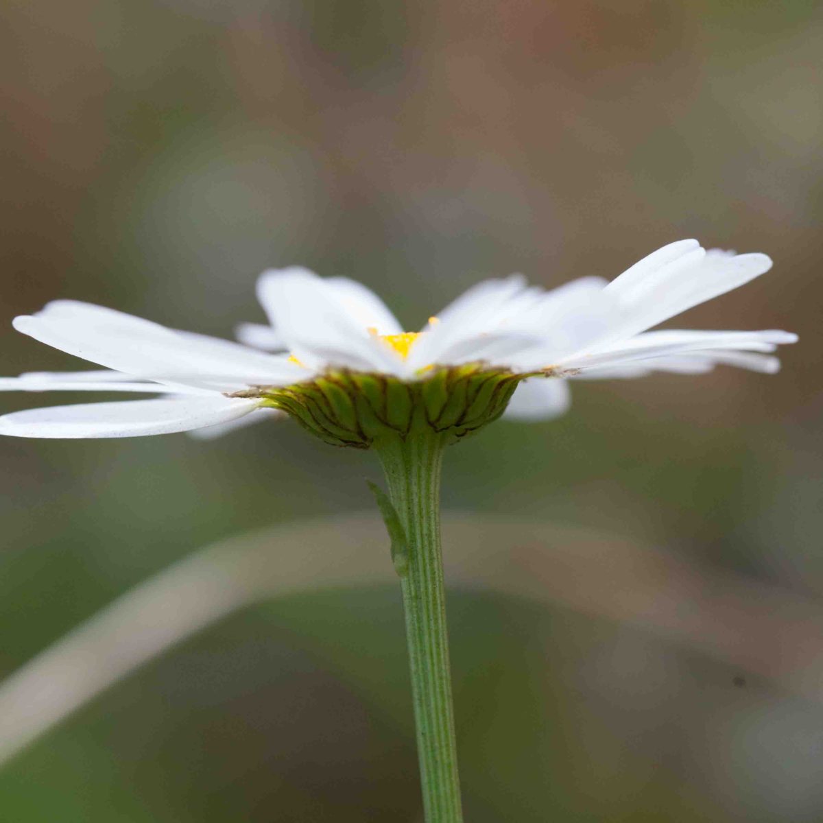 Asteraceae-Mayweed – MonFlora
