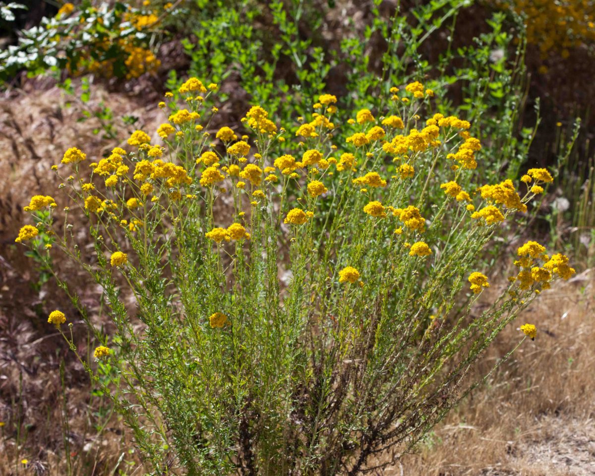 Asteraceae-Sunflower1 – MonFlora