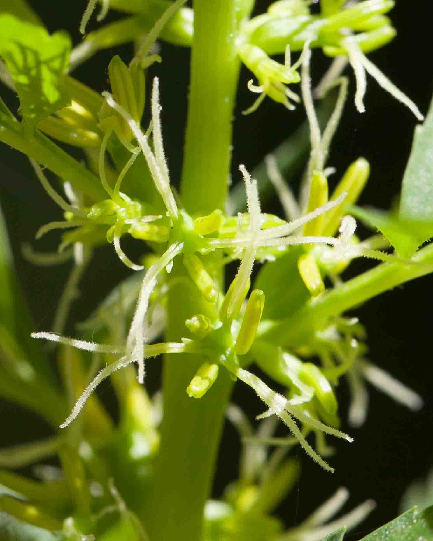 Datiscaceae – MonFlora