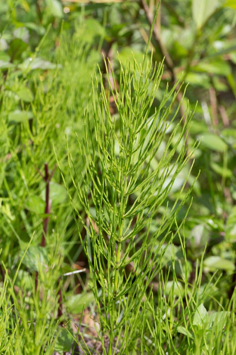 Equisetaceae MonFlora