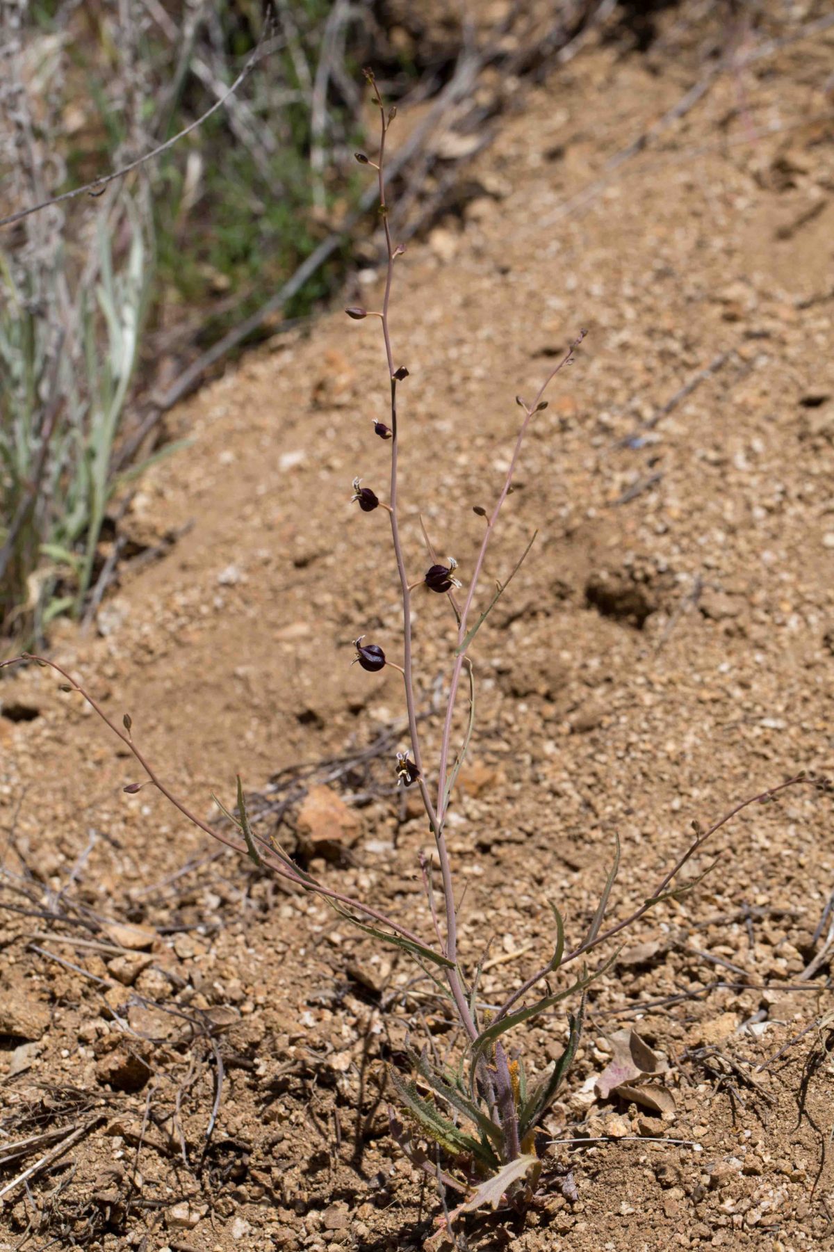 BrassicaceaeJewelflower MonFlora