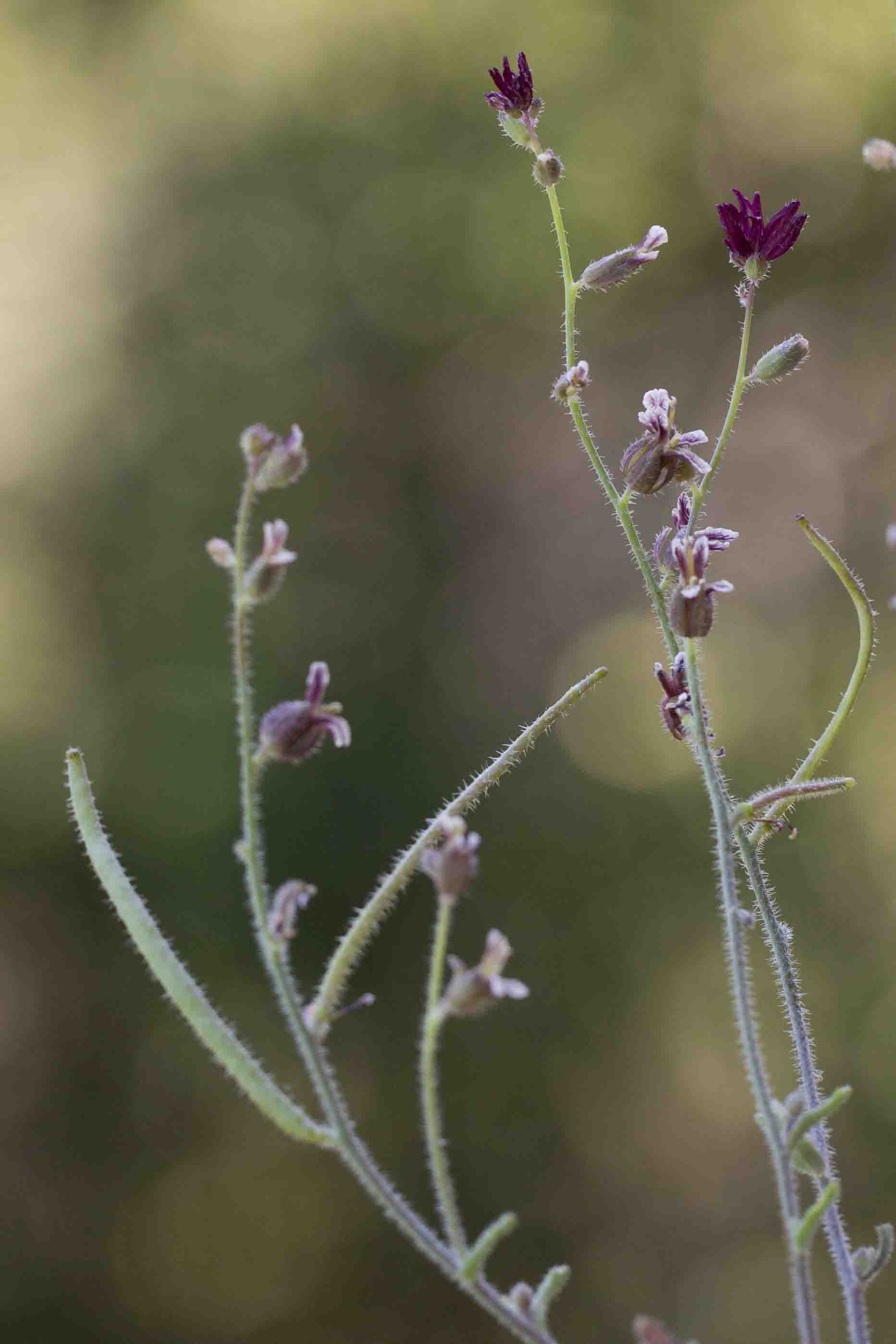 BrassicaceaeJewelflower MonFlora