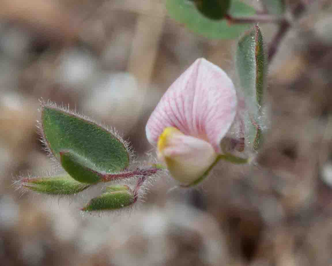 FabaceaeAcmispon MonFlora