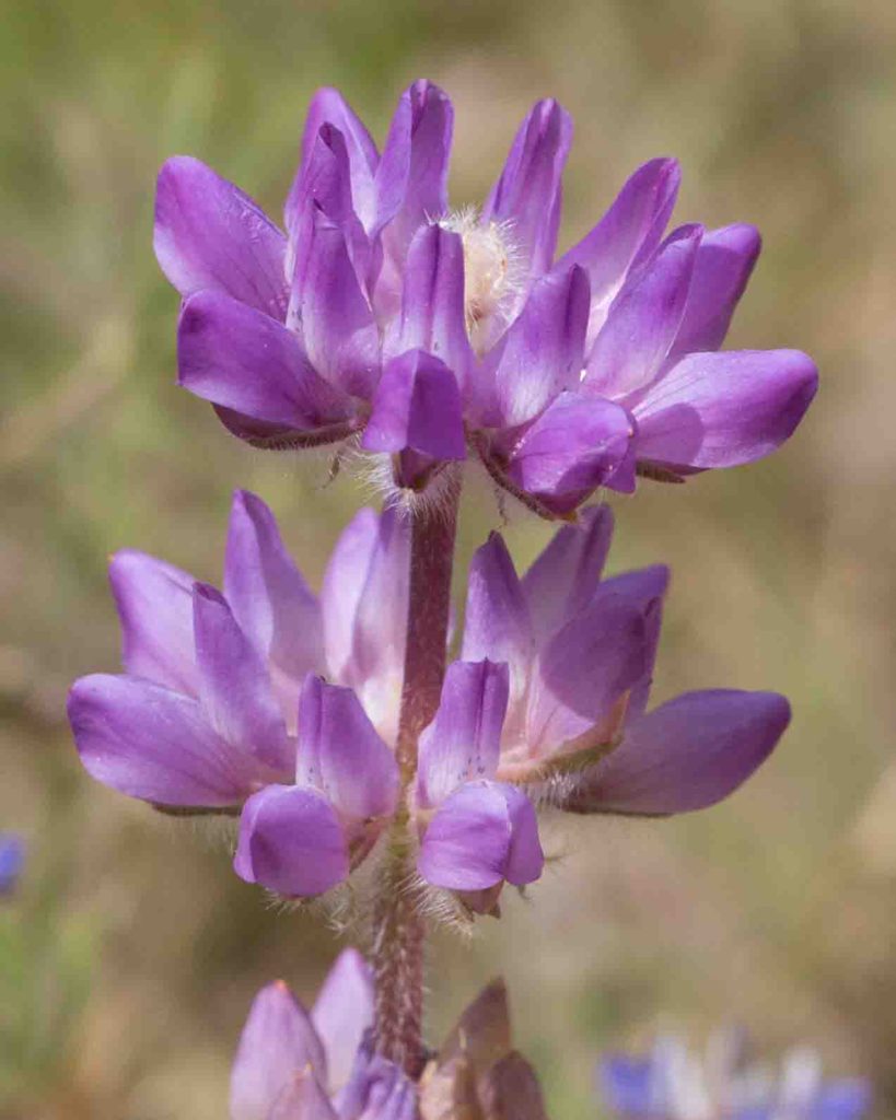Lupine, Valley