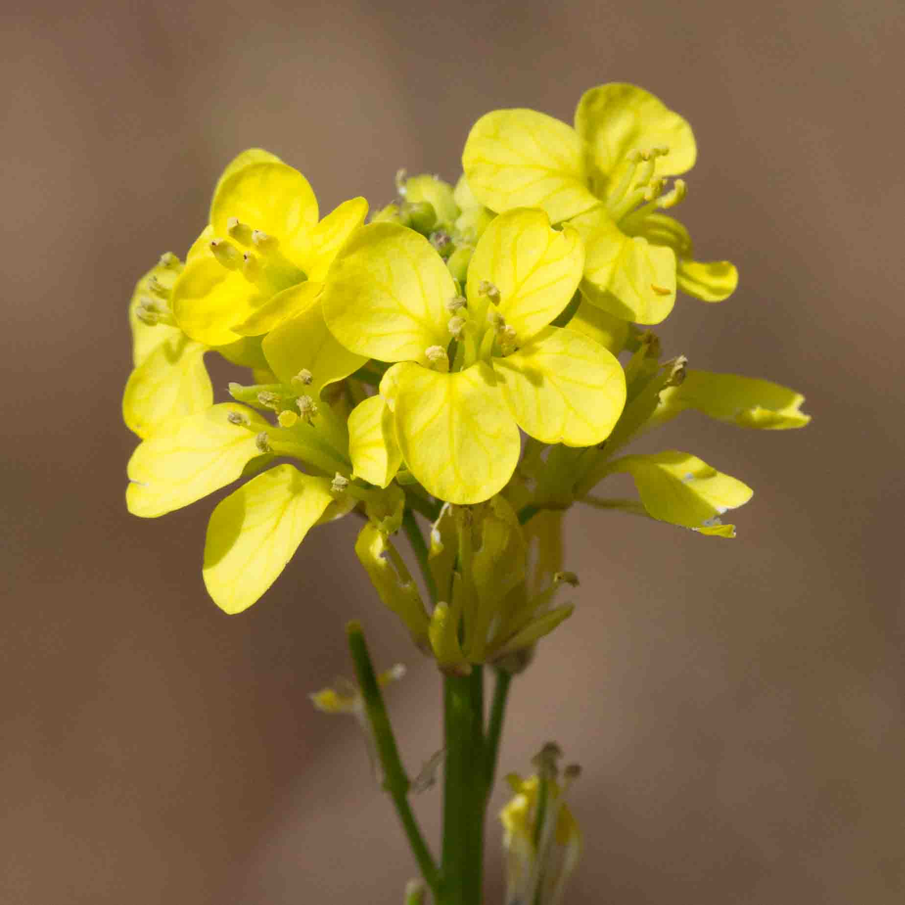 BrassicaceaeMustards MonFlora