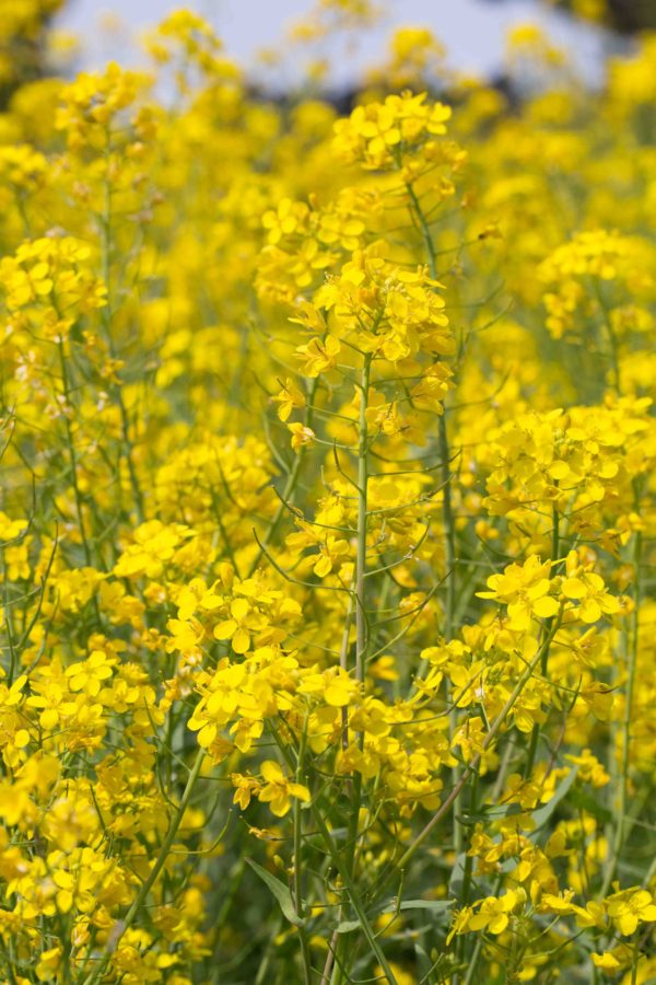 BrassicaceaeMustards MonFlora