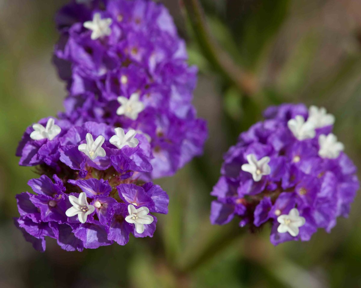 Plumbaginaceae MonFlora