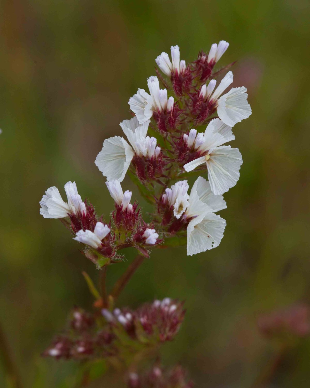 Plumbaginaceae MonFlora