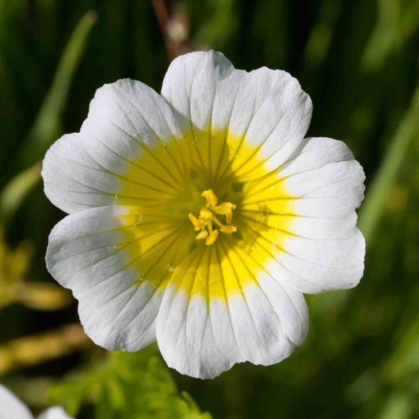 MonFlora A photographic guide to wildflowers, shrubs and trees of