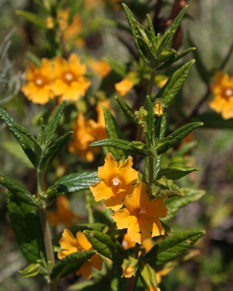 Phrymaceae – MonFlora