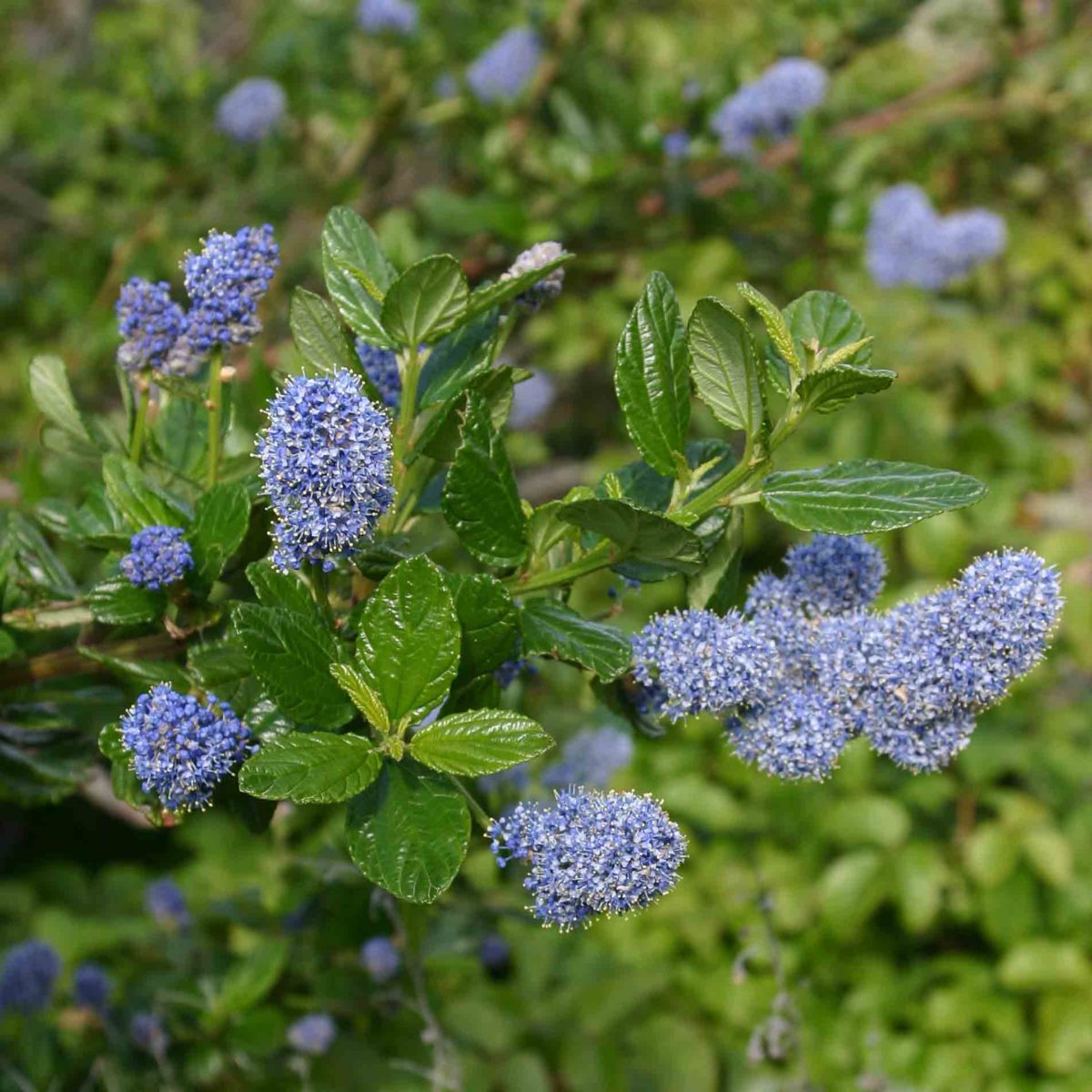 Rhamnaceae Ceanothus Monflora