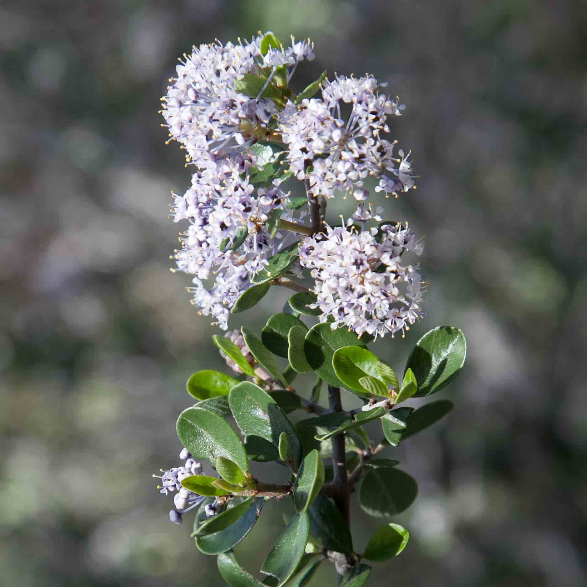 Rhamnaceae Ceanothus Monflora