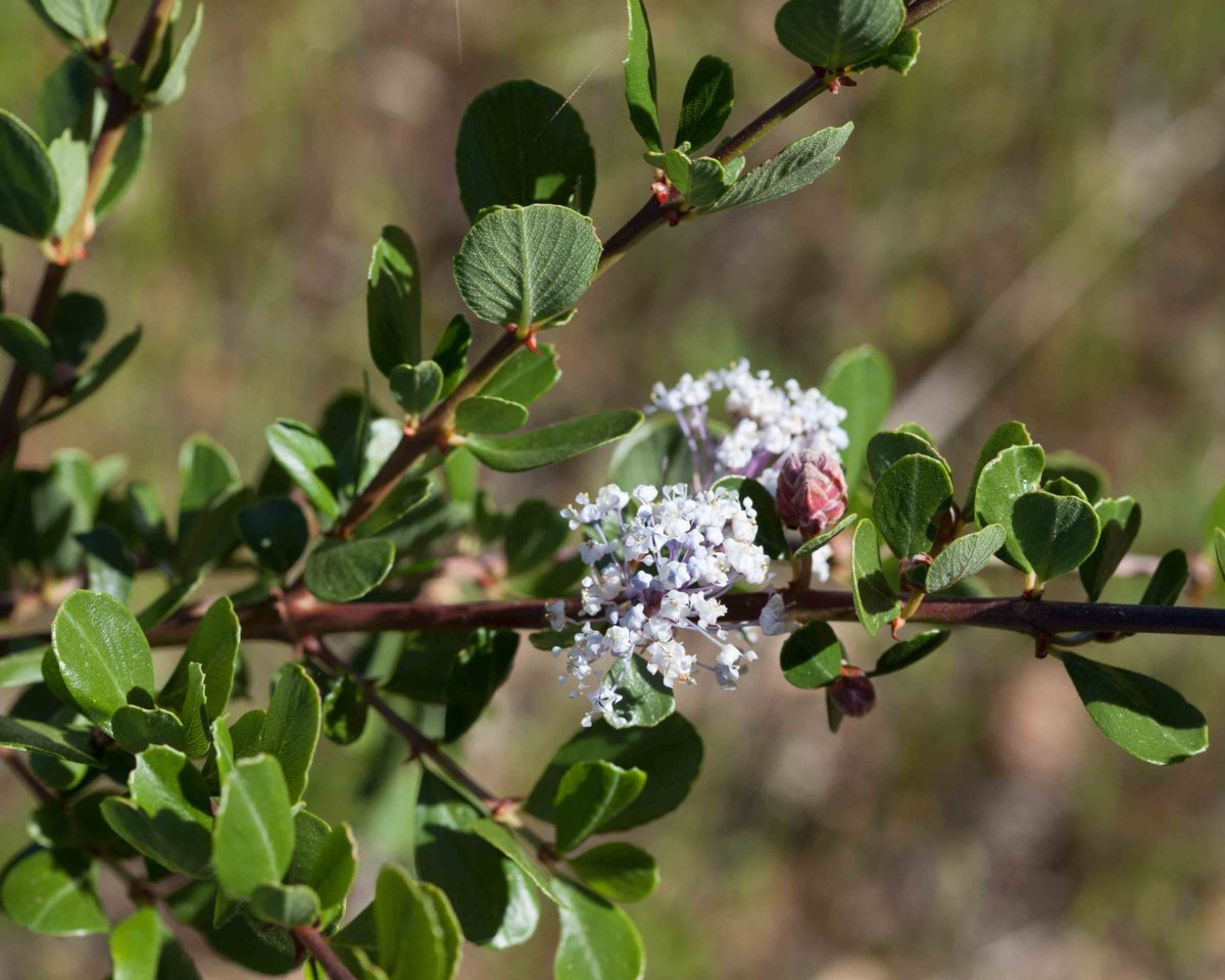 Rhamnaceae Ceanothus Monflora