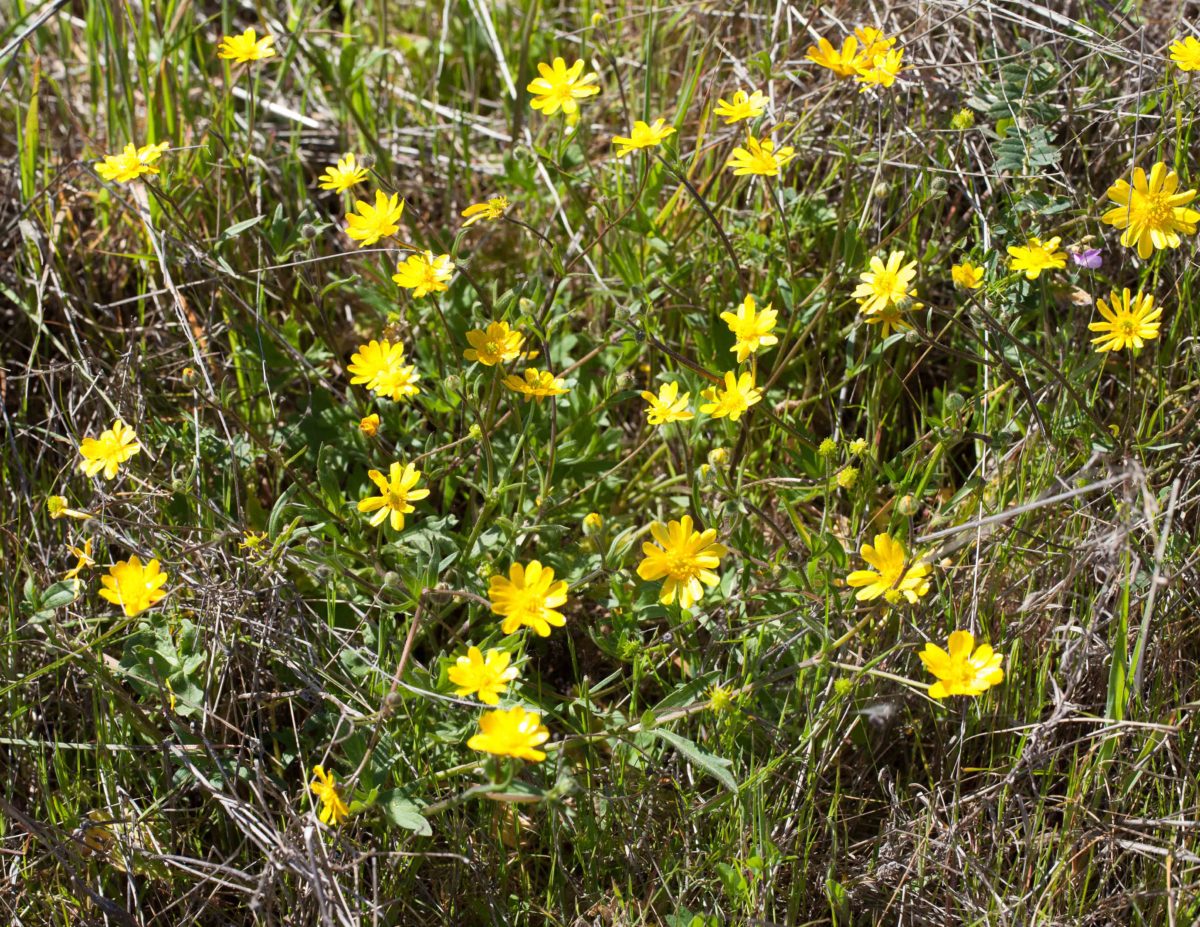 Ranunculaceaebuttercup MonFlora