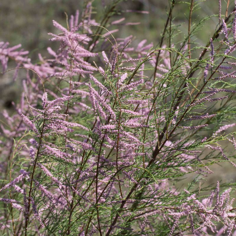 Tamaricaceae MonFlora