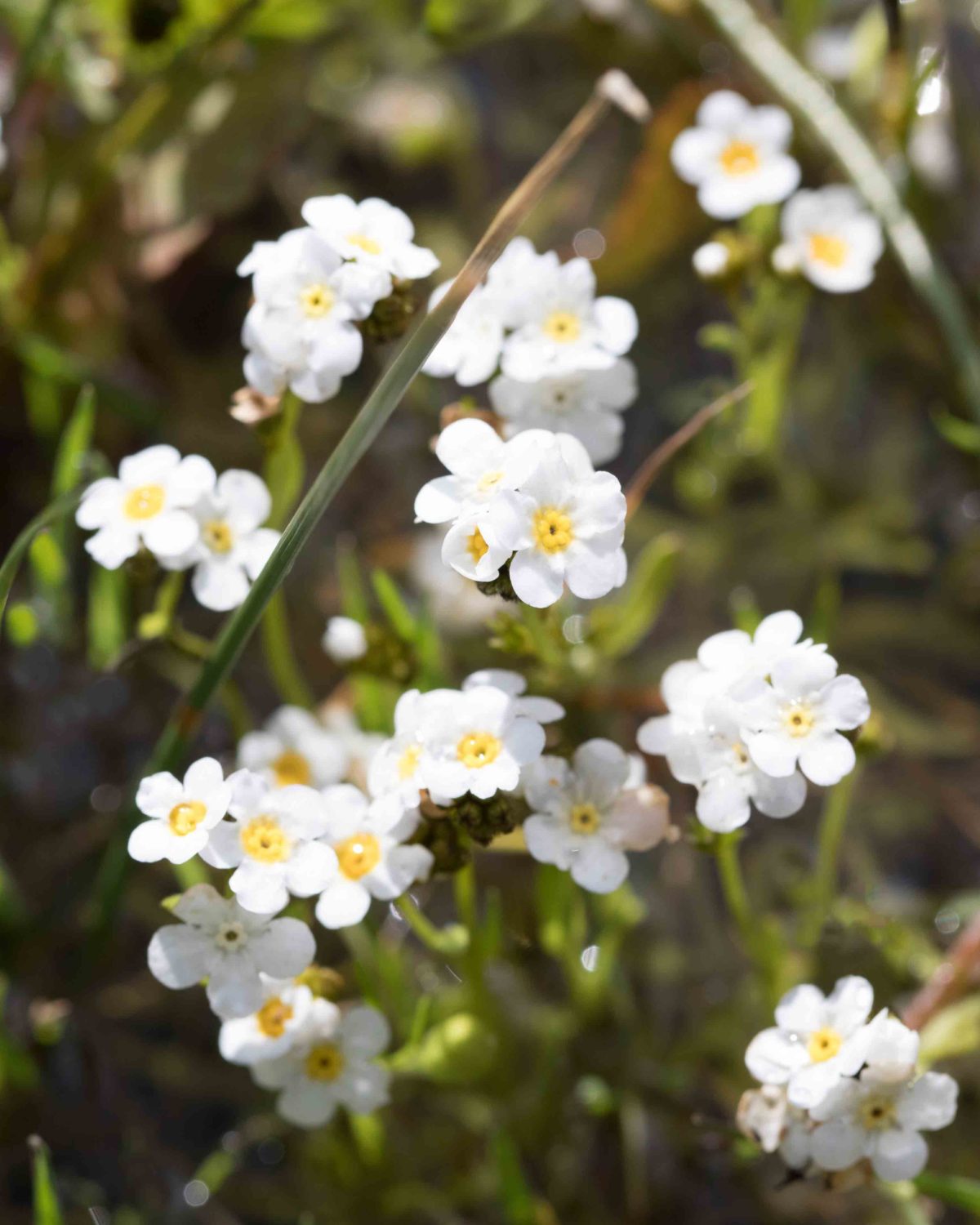 Boraginaceae Popcornflowers MonFlora