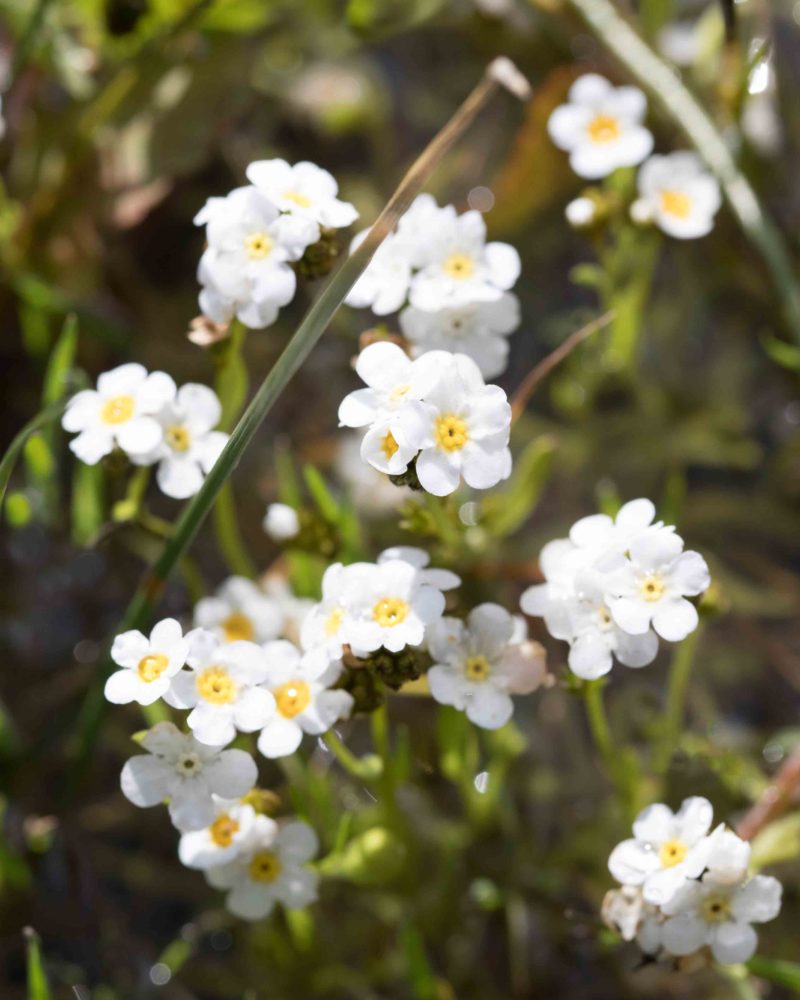 Boraginaceae Popcornflowers MonFlora
