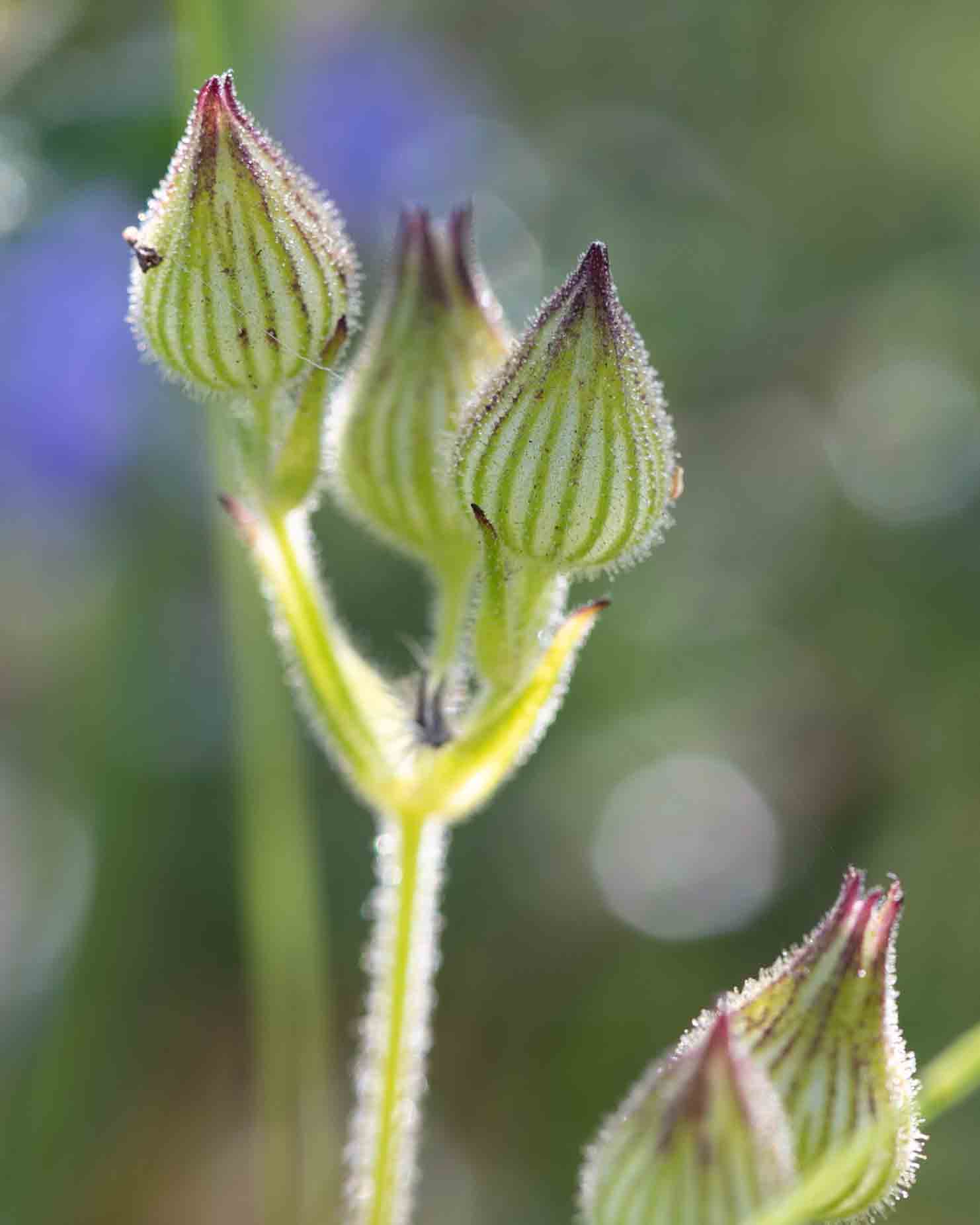 Caryophyllaceae-Silene – MonFlora