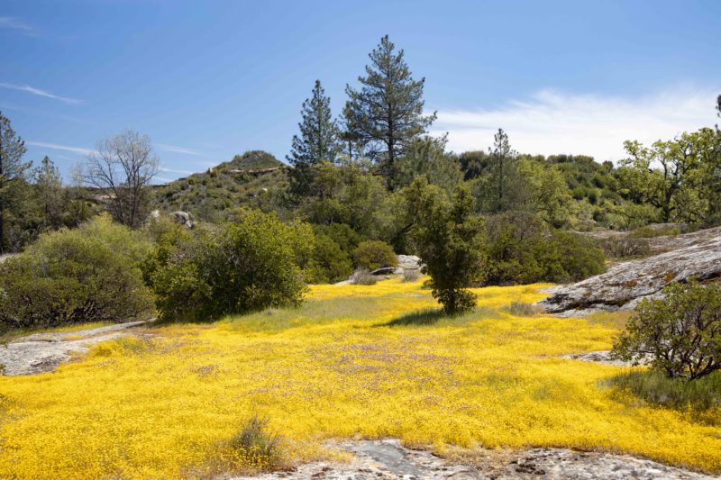 MonFlora A photographic guide to wildflowers, shrubs and trees of