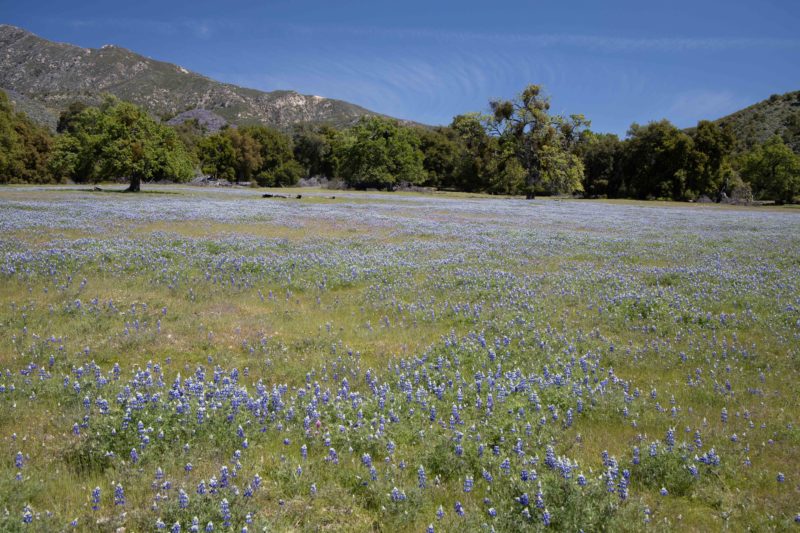 MonFlora A photographic guide to wildflowers, shrubs and trees of