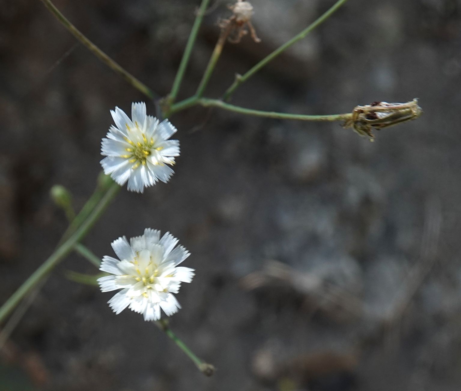 Hawkweed, White-flowered