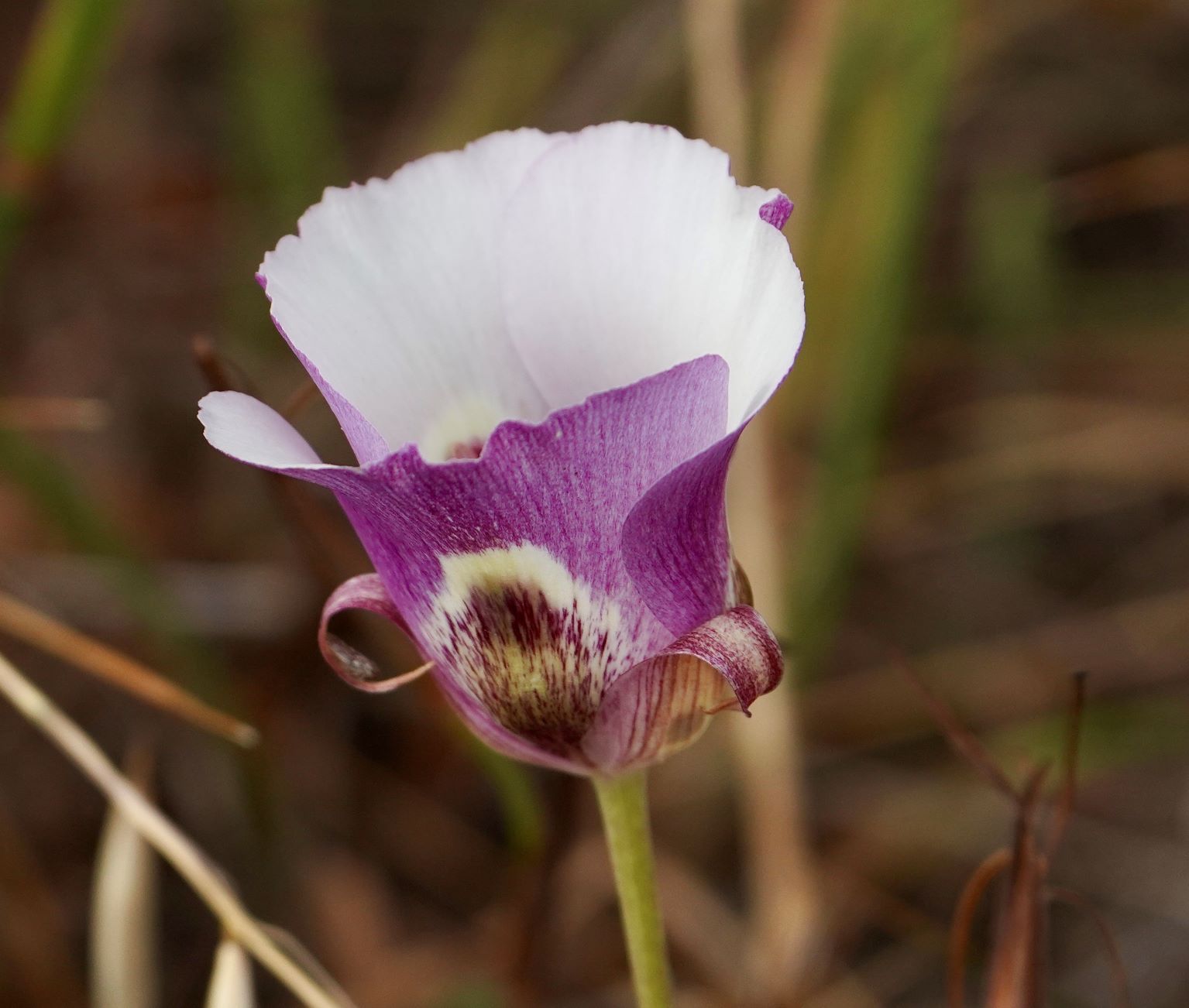 Mariposa Lily, Butterfly