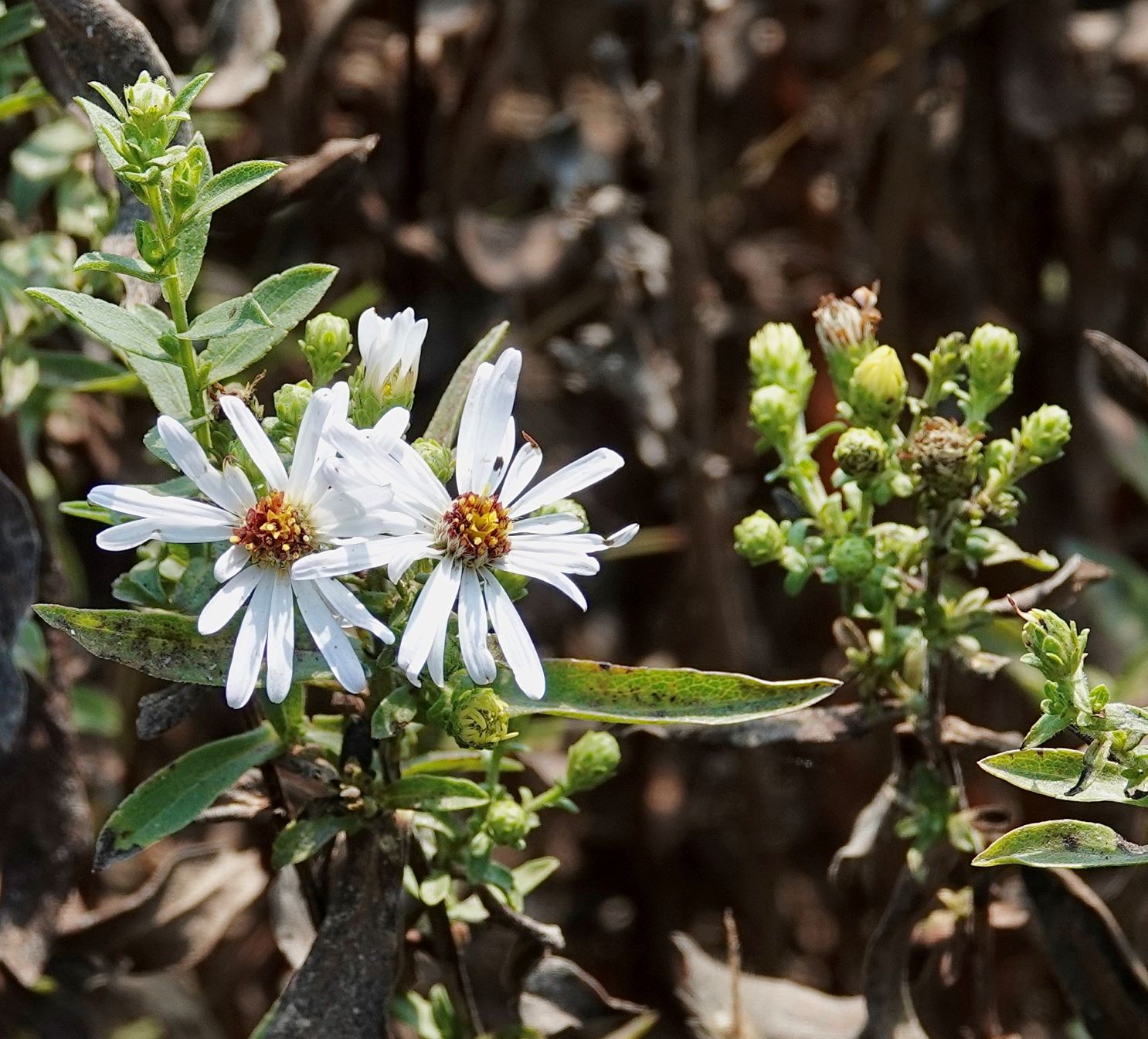 Aster, Rough-leaved