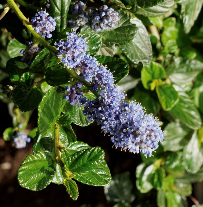 Rhamnaceae Ceanothus Monflora