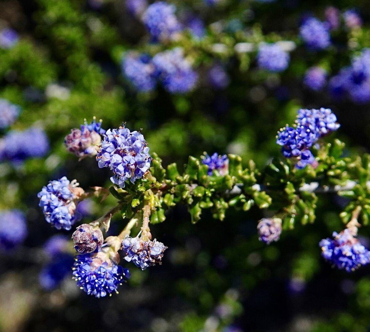 Rhamnaceae Ceanothus Monflora