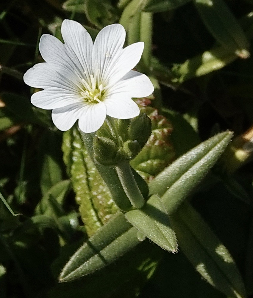 Chickweed, Field Mouse-ear
