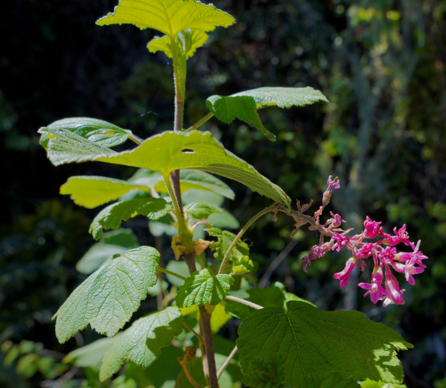 Currant, Pink Flowering