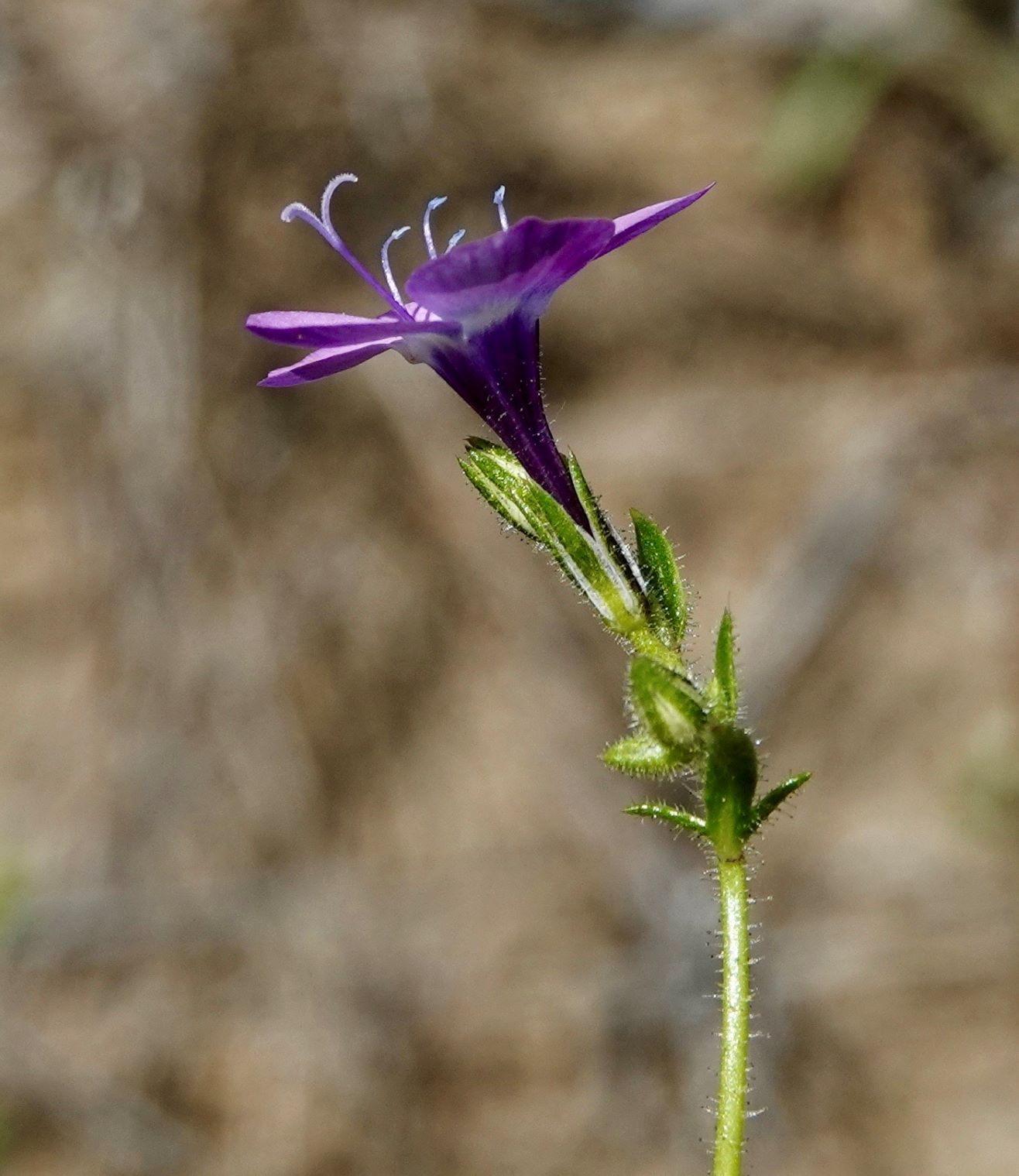 Gilia, Slender-flowered