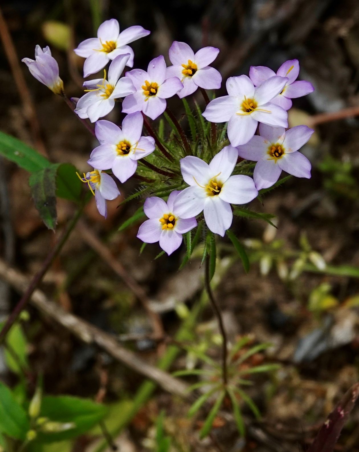 Linanthus, Variable