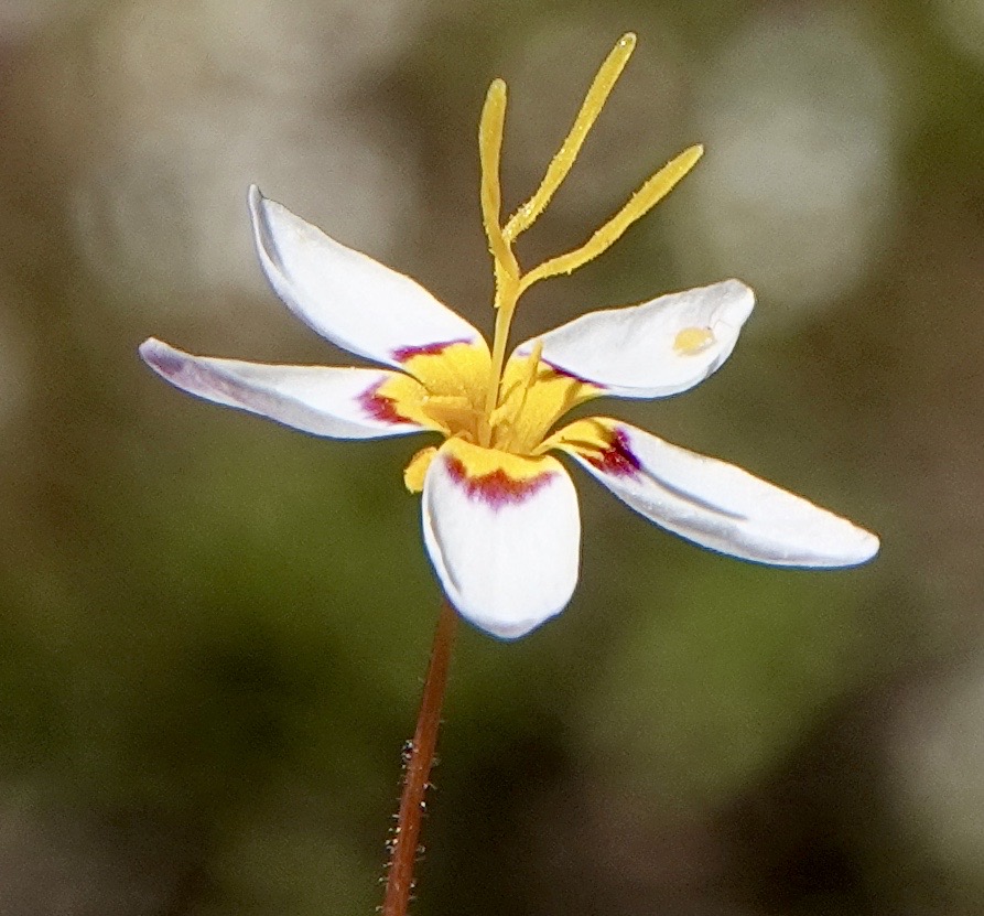 Linanthus, Variable