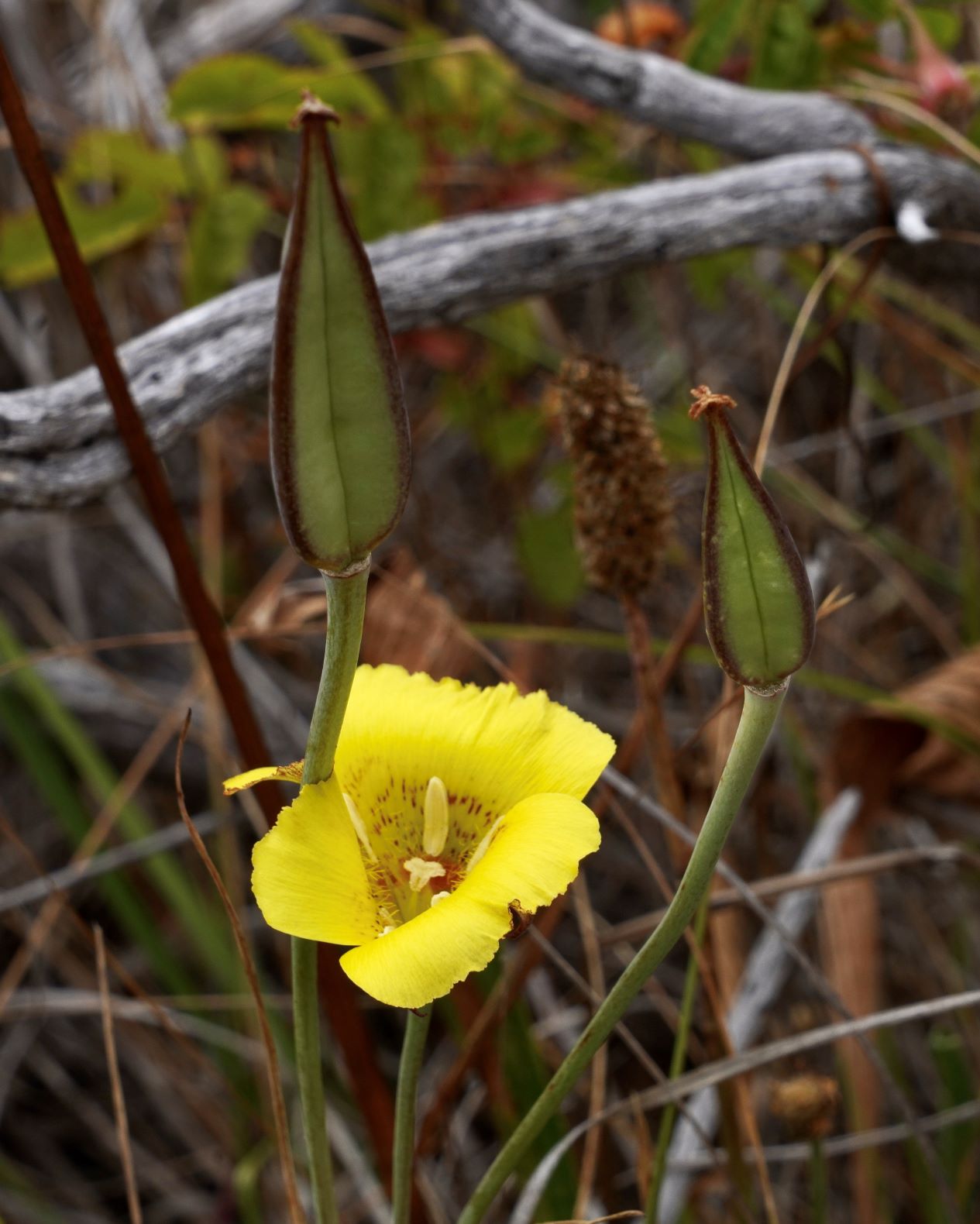 Mariposa Lily, Yellow