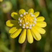 Blennosperma, Common