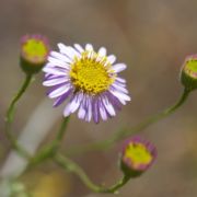 Fleabane, Leafy