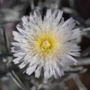 Malacothrix, Carmel Valley