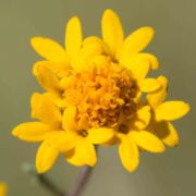 Pincushion, Inner Coast Range
