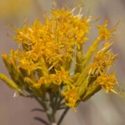 Rabbitbrush, Mojave