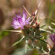 Star Thistle, Purple