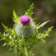 Thistle, Indian