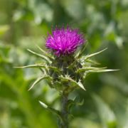 Thistle, Milk