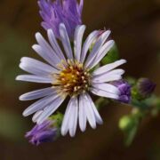 Aster, California