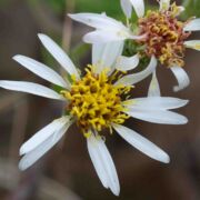 Aster, Rough-leaved