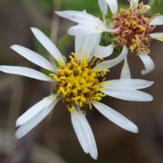 Aster, Rough-leaved