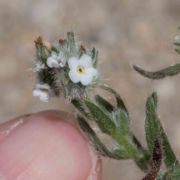 Cryptantha