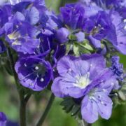 Phacelia, Great Valley